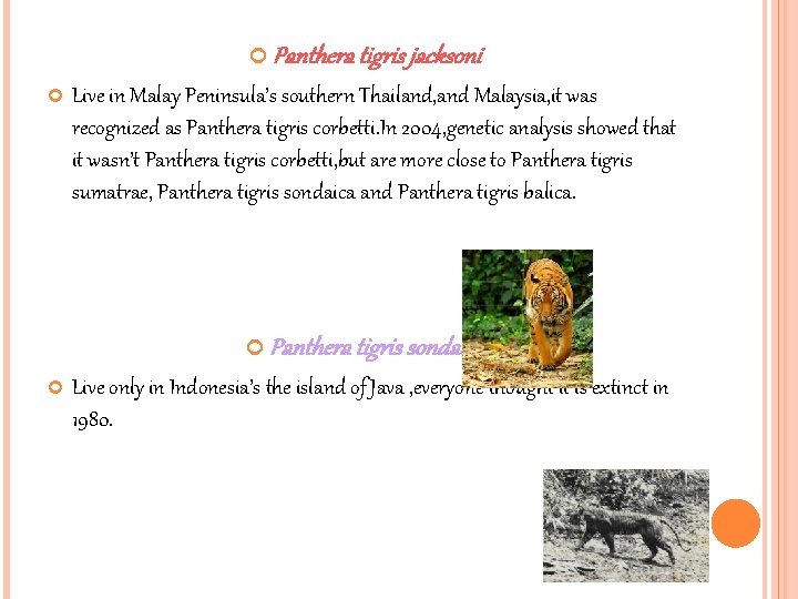  Panthera tigris jacksoni Live in Malay Peninsula’s southern Thailand, and Malaysia, it was