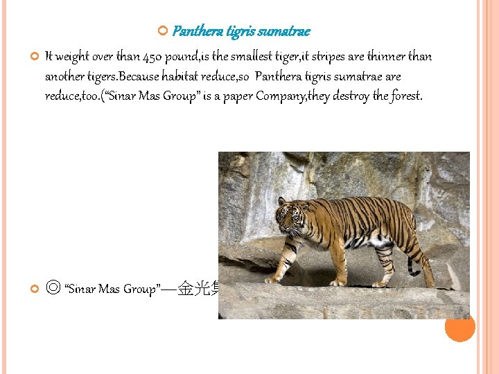  Panthera tigris sumatrae It weight over than 450 pound, is the smallest tiger,