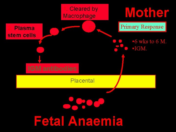 Mother 1. Cleared by Macrophage Primary Response 2. Plasma stem cells • 6 wks