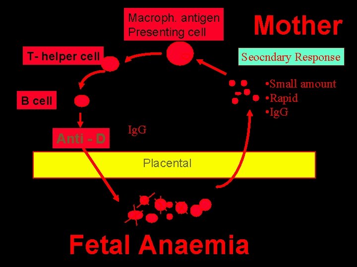 Mother Macroph. antigen Presenting cell T- helper cell Seocndary Response • Small amount •