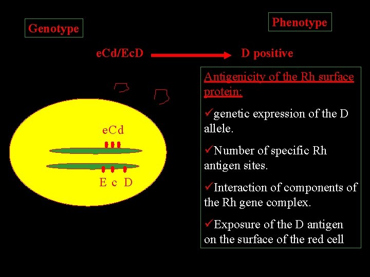 Phenotype Genotype e. Cd/Ec. D D positive Antigenicity of the Rh surface protein: e.