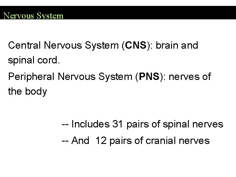 Nervous System Central Nervous System (CNS): brain and spinal cord. Peripheral Nervous System (PNS):