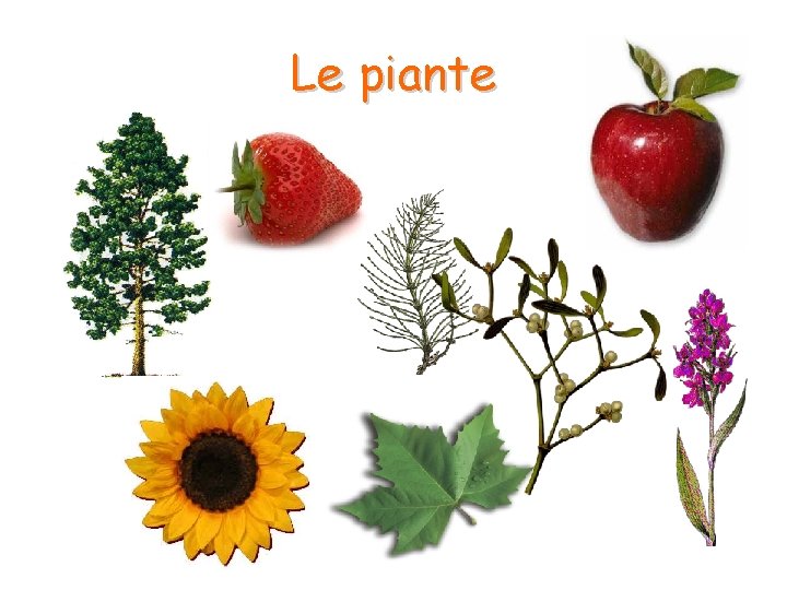 Le piante Le piante