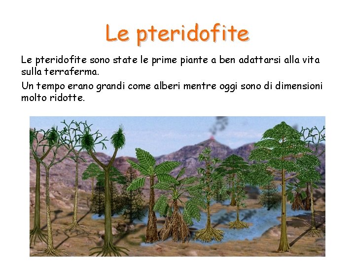 Le pteridofite sono state le prime piante a ben adattarsi alla vita sulla terraferma. Le pteridofite sono state le prime piante a ben adattarsi alla vita sulla terraferma.