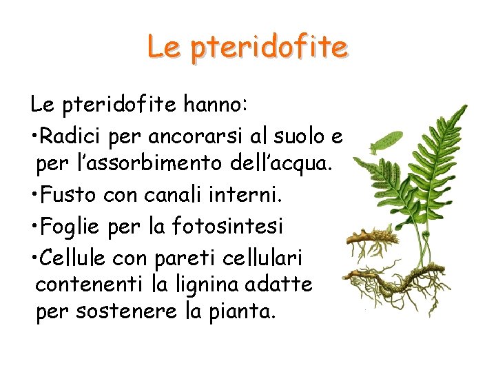 Le pteridofite hanno: • Radici per ancorarsi al suolo e per l’assorbimento dell’acqua. • Le pteridofite hanno: • Radici per ancorarsi al suolo e per l’assorbimento dell’acqua. •