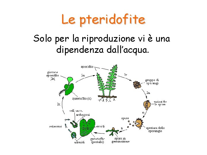 Le pteridofite Solo per la riproduzione vi è una dipendenza dall’acqua. Le pteridofite Solo per la riproduzione vi è una dipendenza dall’acqua.
