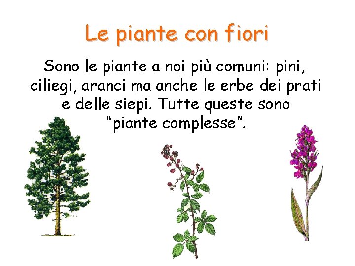 Le piante con fiori Sono le piante a noi più comuni: pini, ciliegi, aranci Le piante con fiori Sono le piante a noi più comuni: pini, ciliegi, aranci