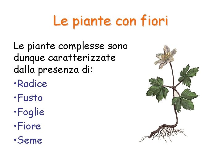 Le piante con fiori Le piante complesse sono dunque caratterizzate dalla presenza di: • Le piante con fiori Le piante complesse sono dunque caratterizzate dalla presenza di: •