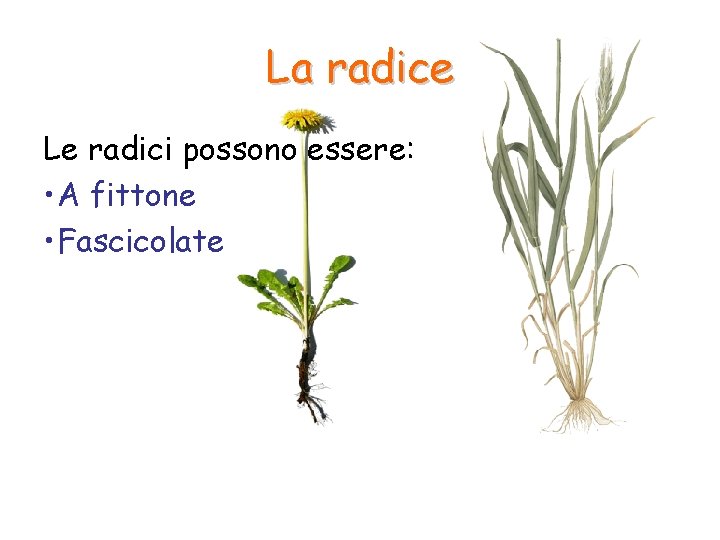 La radice Le radici possono essere: • A fittone • Fascicolate La radice Le radici possono essere: • A fittone • Fascicolate
