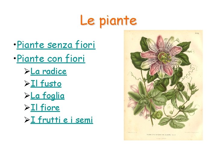 Le piante • Piante senza fiori • Piante con fiori ØLa radice ØIl fusto Le piante • Piante senza fiori • Piante con fiori ØLa radice ØIl fusto