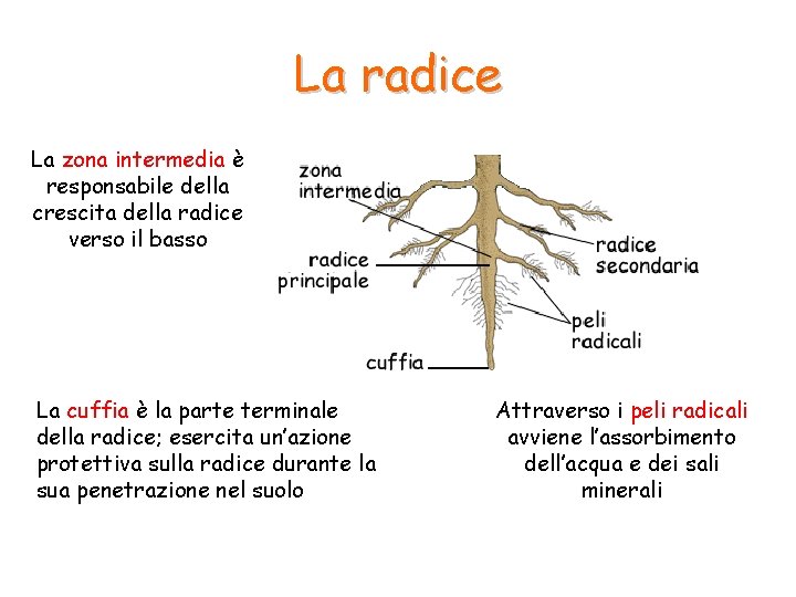 La radice La zona intermedia è responsabile della crescita della radice verso il basso La radice La zona intermedia è responsabile della crescita della radice verso il basso