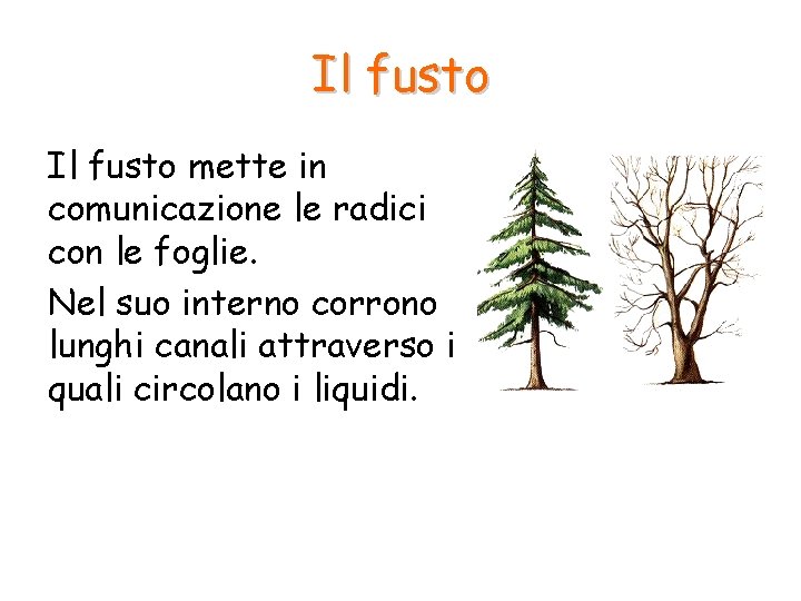 Il fusto mette in comunicazione le radici con le foglie. Nel suo interno corrono Il fusto mette in comunicazione le radici con le foglie. Nel suo interno corrono