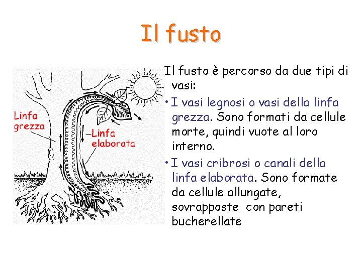 Il fusto è percorso da due tipi di vasi: • I vasi legnosi o Il fusto è percorso da due tipi di vasi: • I vasi legnosi o