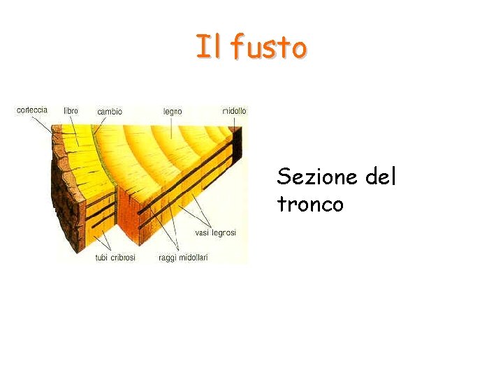 Il fusto Sezione del tronco Il fusto Sezione del tronco