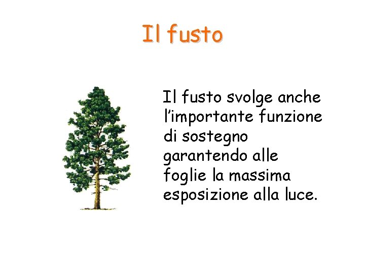 Il fusto svolge anche l’importante funzione di sostegno garantendo alle foglie la massima esposizione Il fusto svolge anche l’importante funzione di sostegno garantendo alle foglie la massima esposizione