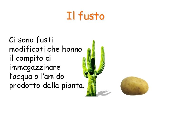Il fusto Ci sono fusti modificati che hanno il compito di immagazzinare l’acqua o Il fusto Ci sono fusti modificati che hanno il compito di immagazzinare l’acqua o
