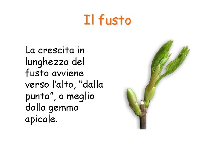Il fusto La crescita in lunghezza del fusto avviene verso l’alto, “dalla punta”, o Il fusto La crescita in lunghezza del fusto avviene verso l’alto, “dalla punta”, o