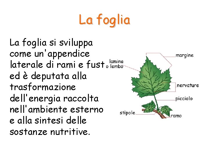 La foglia si sviluppa come un'appendice laterale di rami e fusti ed è deputata La foglia si sviluppa come un'appendice laterale di rami e fusti ed è deputata