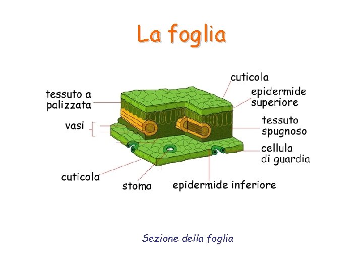 La foglia Sezione della foglia La foglia Sezione della foglia
