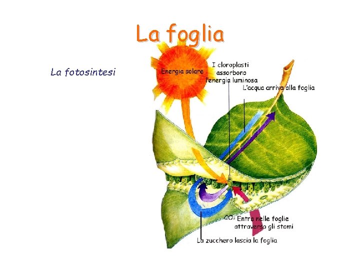 La foglia La fotosintesi La foglia La fotosintesi