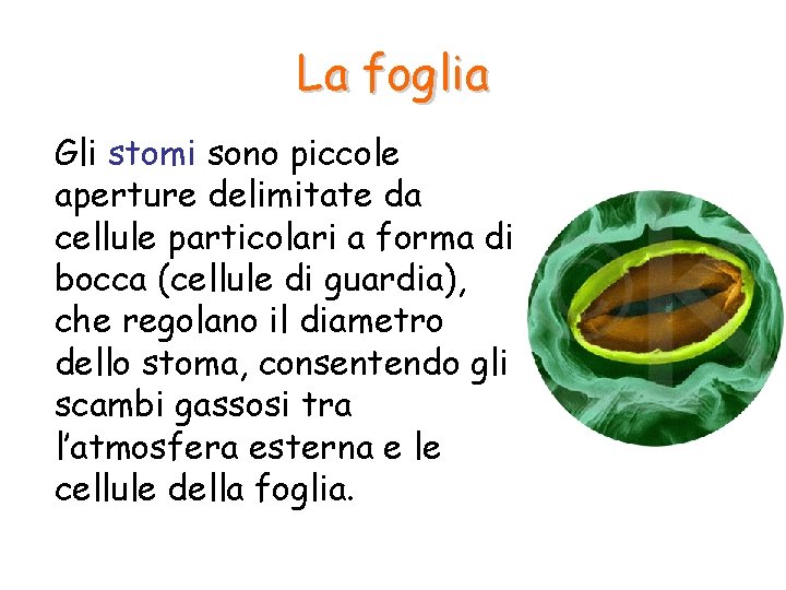 La foglia Gli stomi sono piccole aperture delimitate da cellule particolari a forma di La foglia Gli stomi sono piccole aperture delimitate da cellule particolari a forma di