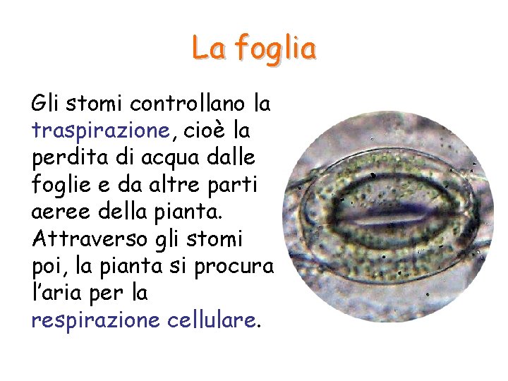La foglia Gli stomi controllano la traspirazione, cioè la perdita di acqua dalle foglie La foglia Gli stomi controllano la traspirazione, cioè la perdita di acqua dalle foglie