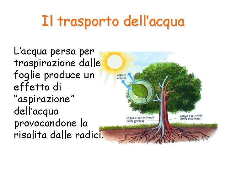 Il trasporto dell’acqua L’acqua persa per traspirazione dalle foglie produce un effetto di “aspirazione” Il trasporto dell’acqua L’acqua persa per traspirazione dalle foglie produce un effetto di “aspirazione”