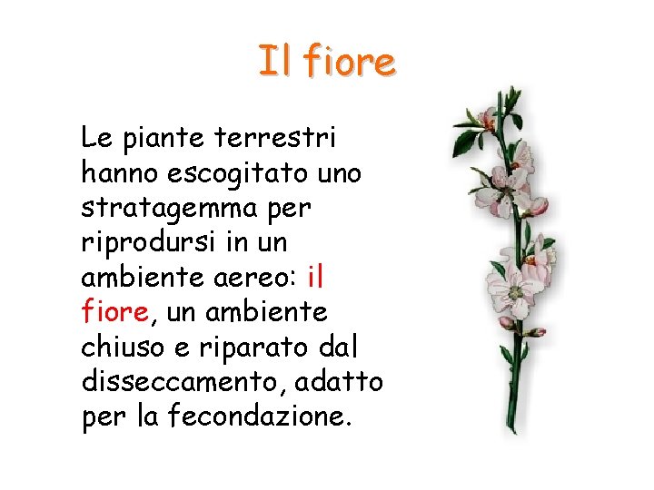 Il fiore Le piante terrestri hanno escogitato uno stratagemma per riprodursi in un ambiente Il fiore Le piante terrestri hanno escogitato uno stratagemma per riprodursi in un ambiente