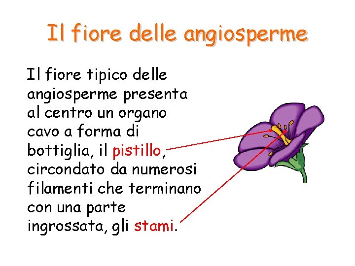 Il fiore delle angiosperme Il fiore tipico delle angiosperme presenta al centro un organo Il fiore delle angiosperme Il fiore tipico delle angiosperme presenta al centro un organo