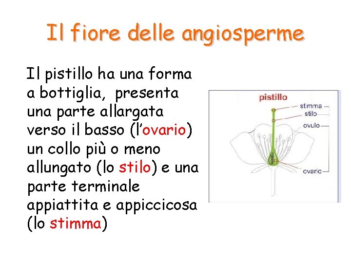 Il fiore delle angiosperme Il pistillo ha una forma a bottiglia, presenta una parte Il fiore delle angiosperme Il pistillo ha una forma a bottiglia, presenta una parte