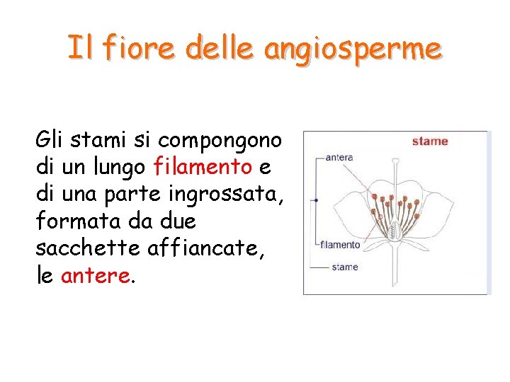 Il fiore delle angiosperme Gli stami si compongono di un lungo filamento e di Il fiore delle angiosperme Gli stami si compongono di un lungo filamento e di