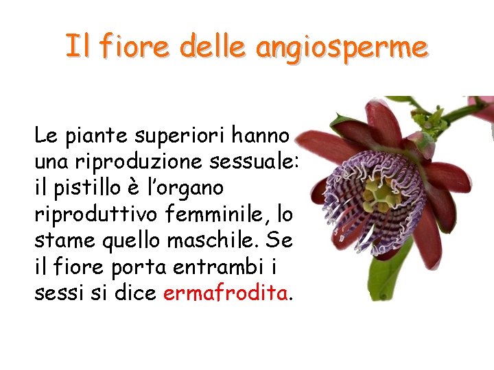 Il fiore delle angiosperme Le piante superiori hanno una riproduzione sessuale: il pistillo è Il fiore delle angiosperme Le piante superiori hanno una riproduzione sessuale: il pistillo è