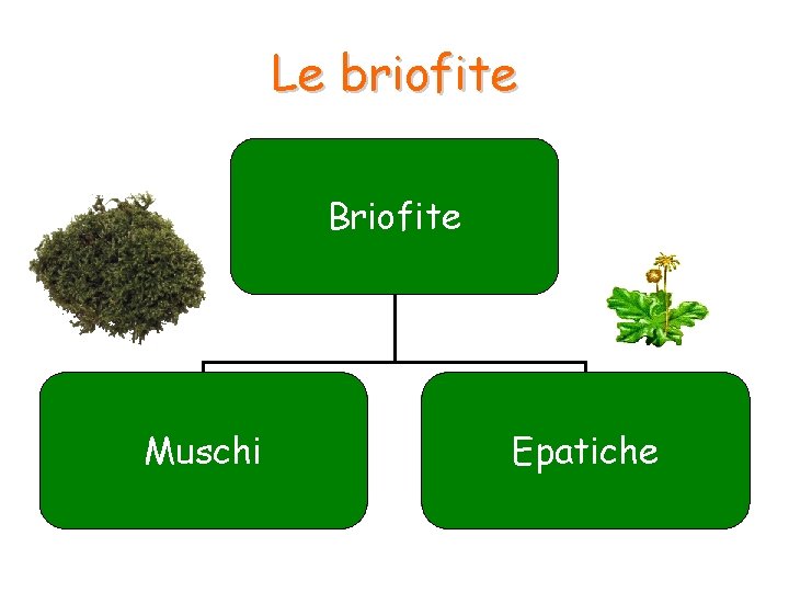 Le briofite Briofite Muschi Epatiche Le briofite Briofite Muschi Epatiche