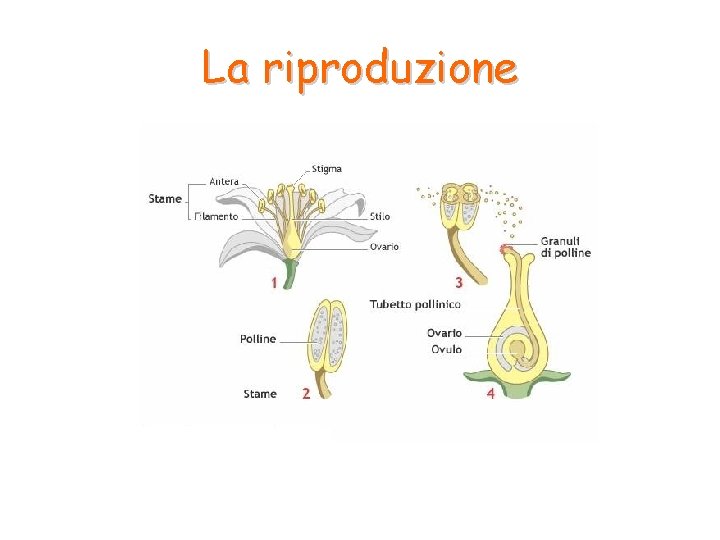 La riproduzione La riproduzione