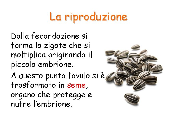 La riproduzione Dalla fecondazione si forma lo zigote che si moltiplica originando il piccolo La riproduzione Dalla fecondazione si forma lo zigote che si moltiplica originando il piccolo