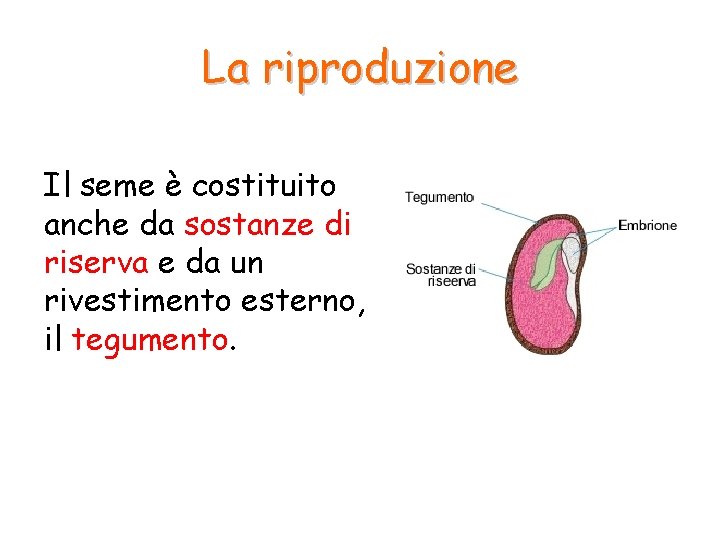 La riproduzione Il seme è costituito anche da sostanze di riserva e da un La riproduzione Il seme è costituito anche da sostanze di riserva e da un