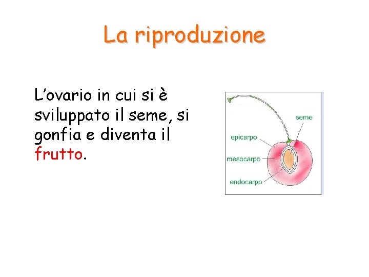 La riproduzione L’ovario in cui si è sviluppato il seme, si gonfia e diventa La riproduzione L’ovario in cui si è sviluppato il seme, si gonfia e diventa