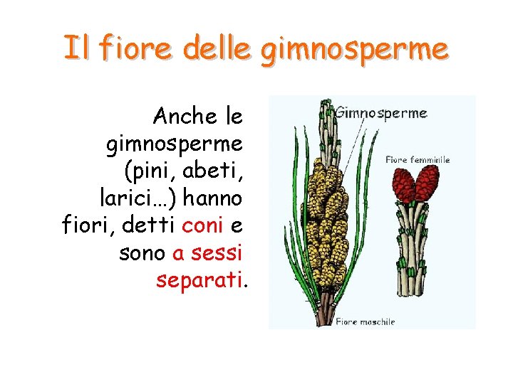 Il fiore delle gimnosperme Anche le gimnosperme (pini, abeti, larici…) hanno fiori, detti coni Il fiore delle gimnosperme Anche le gimnosperme (pini, abeti, larici…) hanno fiori, detti coni