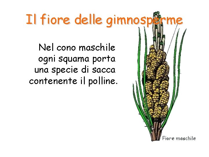 Il fiore delle gimnosperme Nel cono maschile ogni squama porta una specie di sacca Il fiore delle gimnosperme Nel cono maschile ogni squama porta una specie di sacca