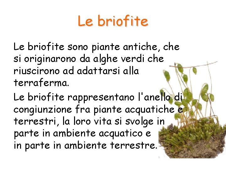 Le briofite sono piante antiche, che si originarono da alghe verdi che riuscirono ad Le briofite sono piante antiche, che si originarono da alghe verdi che riuscirono ad