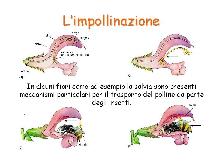 L’impollinazione In alcuni fiori come ad esempio la salvia sono presenti meccanismi particolari per L’impollinazione In alcuni fiori come ad esempio la salvia sono presenti meccanismi particolari per