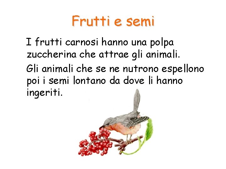 Frutti e semi I frutti carnosi hanno una polpa zuccherina che attrae gli animali. Frutti e semi I frutti carnosi hanno una polpa zuccherina che attrae gli animali.
