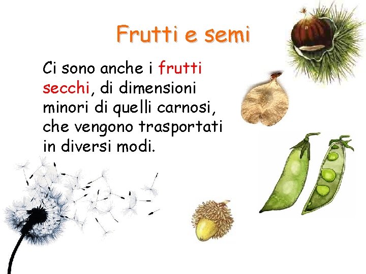 Frutti e semi Ci sono anche i frutti secchi, di dimensioni minori di quelli Frutti e semi Ci sono anche i frutti secchi, di dimensioni minori di quelli