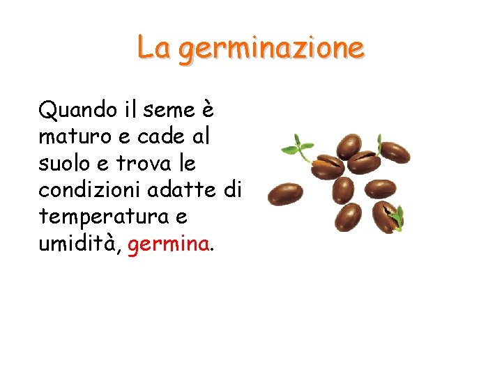 La germinazione Quando il seme è maturo e cade al suolo e trova le La germinazione Quando il seme è maturo e cade al suolo e trova le