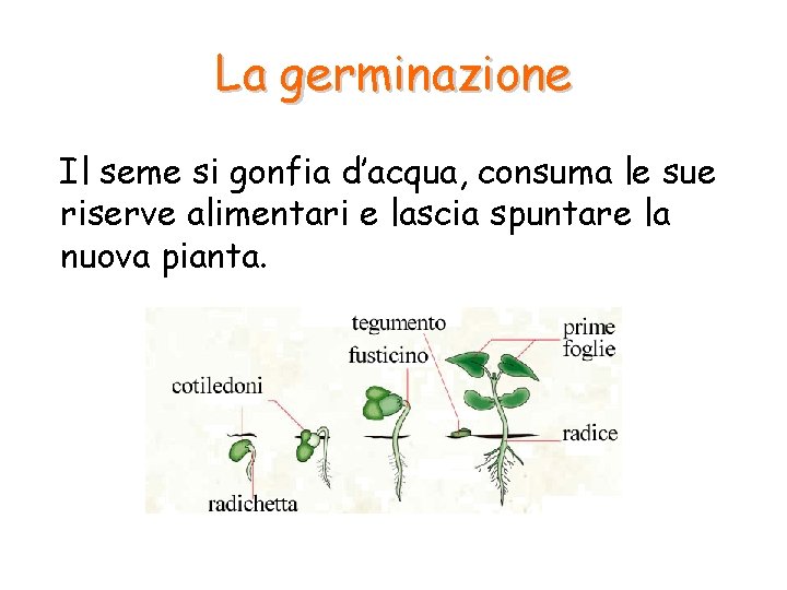 La germinazione Il seme si gonfia d’acqua, consuma le sue riserve alimentari e lascia La germinazione Il seme si gonfia d’acqua, consuma le sue riserve alimentari e lascia
