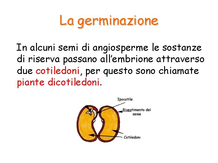 La germinazione In alcuni semi di angiosperme le sostanze di riserva passano all’embrione attraverso La germinazione In alcuni semi di angiosperme le sostanze di riserva passano all’embrione attraverso
