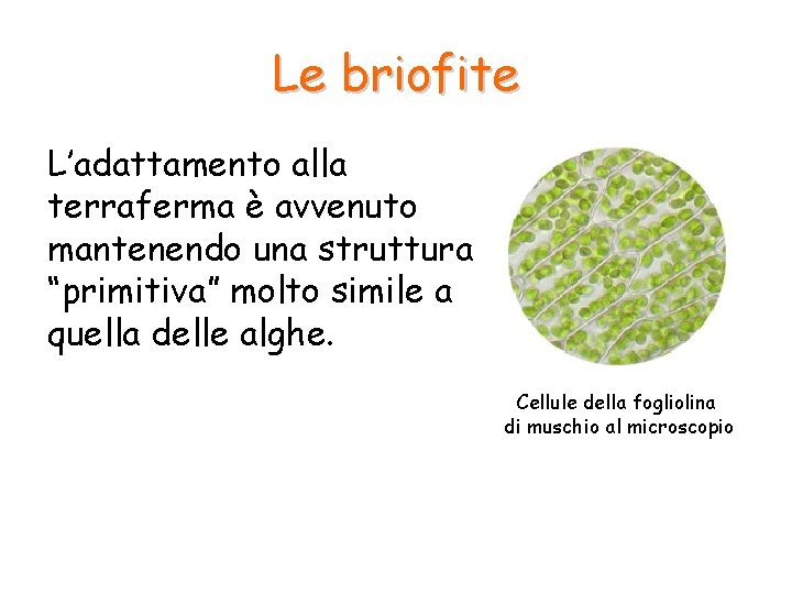 Le briofite L’adattamento alla terraferma è avvenuto mantenendo una struttura “primitiva” molto simile a Le briofite L’adattamento alla terraferma è avvenuto mantenendo una struttura “primitiva” molto simile a