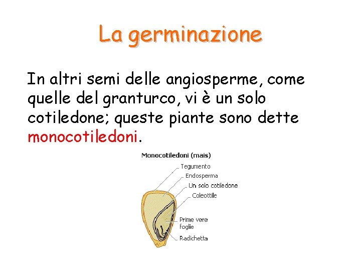 La germinazione In altri semi delle angiosperme, come quelle del granturco, vi è un La germinazione In altri semi delle angiosperme, come quelle del granturco, vi è un