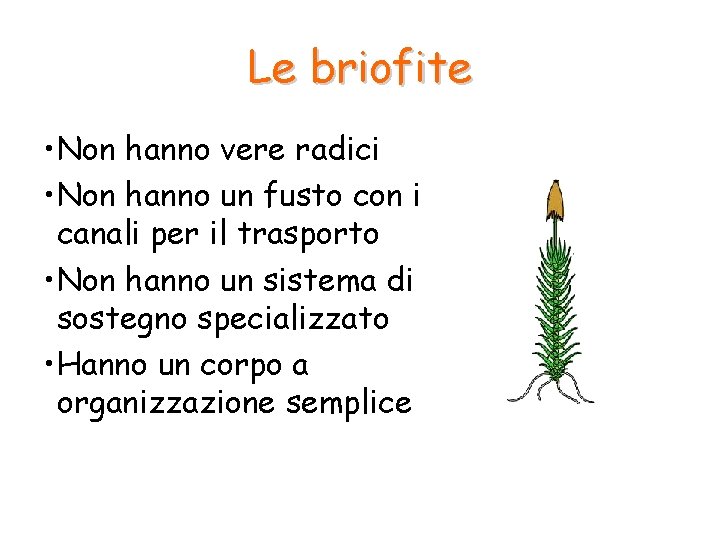 Le briofite • Non hanno vere radici • Non hanno un fusto con i Le briofite • Non hanno vere radici • Non hanno un fusto con i