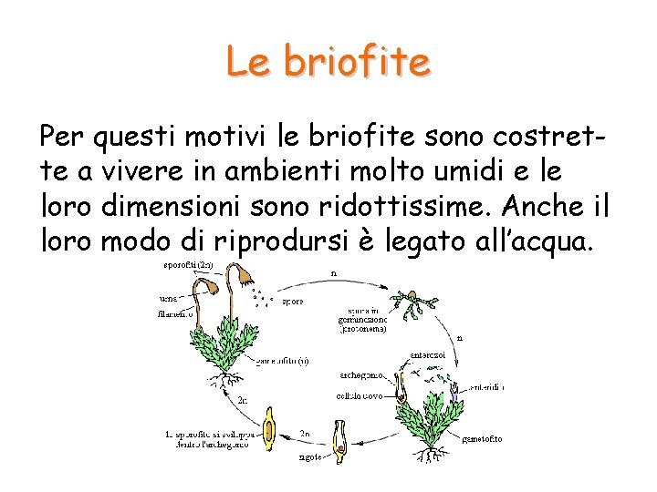 Le briofite Per questi motivi le briofite sono costrette a vivere in ambienti molto Le briofite Per questi motivi le briofite sono costrette a vivere in ambienti molto